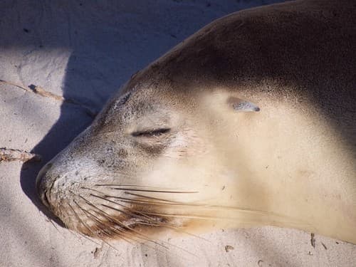 Zeeleeuw op Kangaroo Island - Sea lion resting, Kangaroo Island