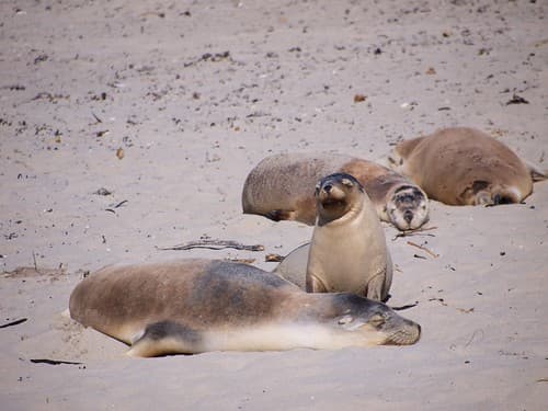 Zeeleeuwen op Kangaroo Island - Sea lions on Kangaroo Island