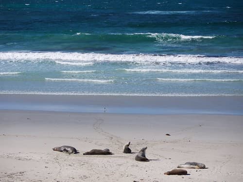 Zeeleeuwen op Kangaroo Island - Sea lions on Kangaroo Island
