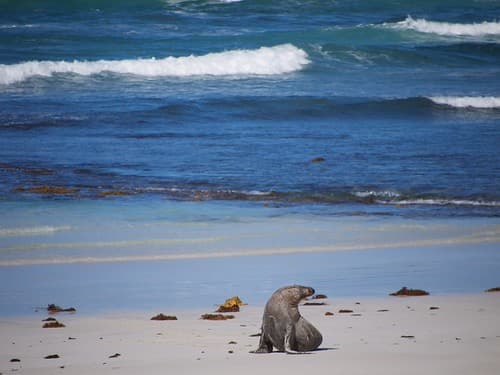 Zeeleeuw op Kangaroo Island - Sea lion on Kangaroo Island
