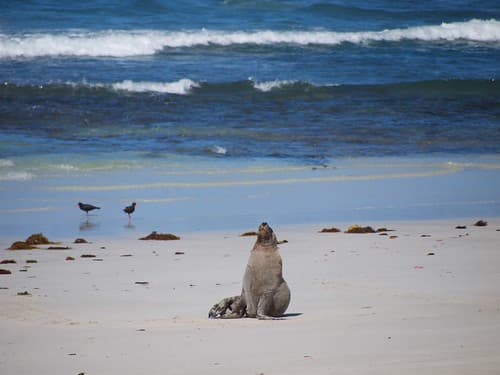 Zeeleeuw op Kangaroo Island - Sea lion on Kangaroo Island
