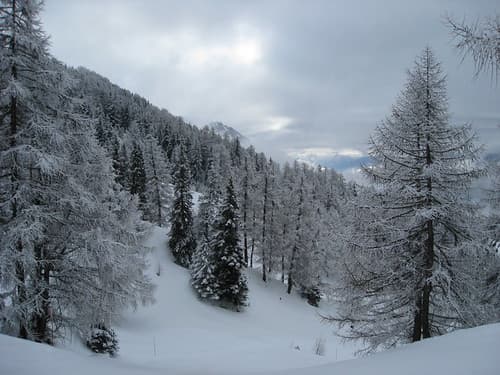 snow on the trees
