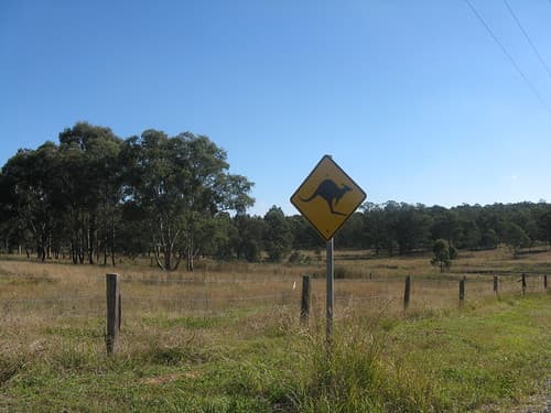 Kangaroo