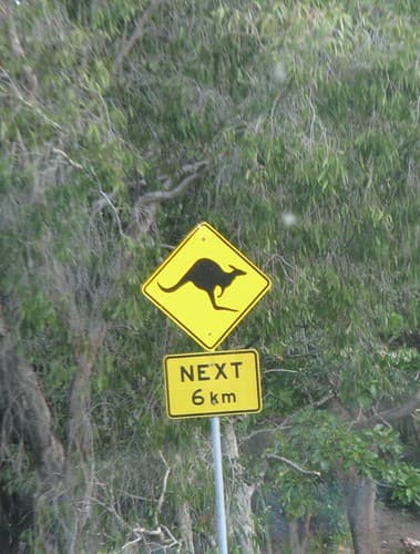 Kangaroos next