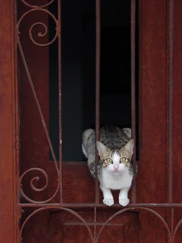 Cat in Window - Pinar del Rio - Cuba