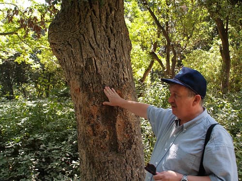 Ukraine, Yalta Cork Tree