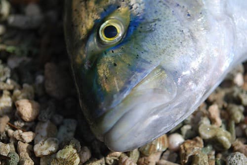 Bluefin trevally head close-up, Huahine
