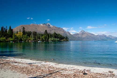 Washed up by Lake Wakatipu