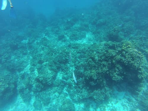 Snorkeling au large de Cozumel Island