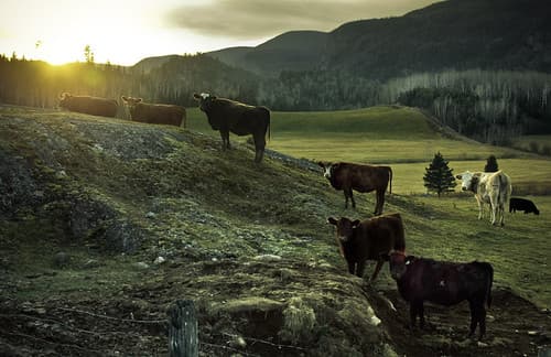 Les vaches.