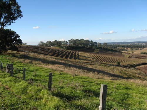 The vineyards- les vignobles
