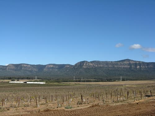 The vineyards - les vignobles