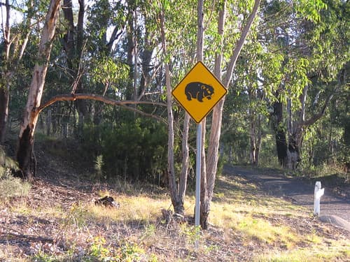 Wombat