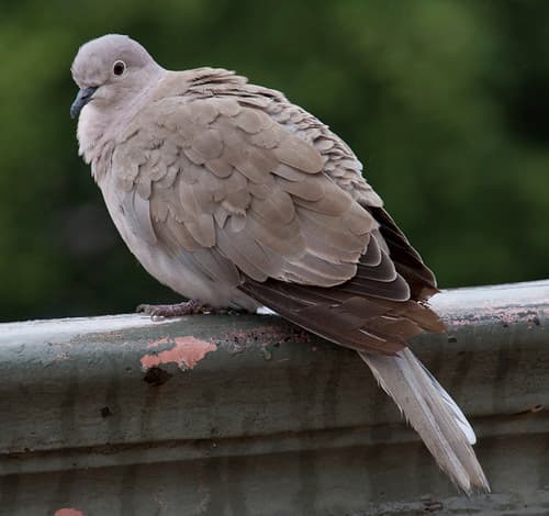 Dove Pau