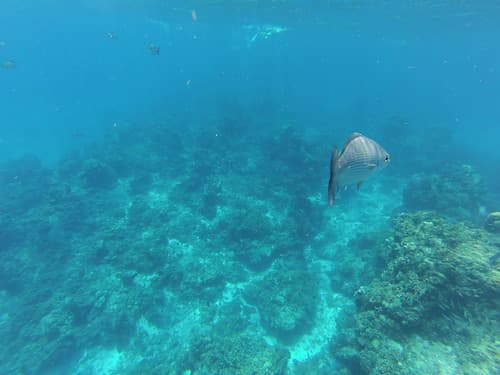 Snorkeling au large de Cozumel Island