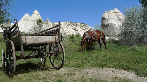 horse in Cappadocia