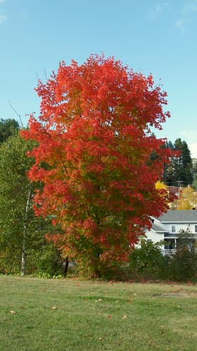 Laurentides