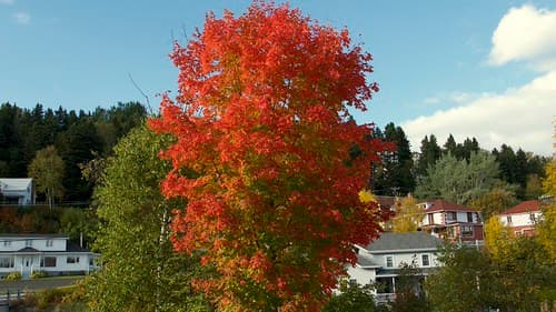 Laurentides