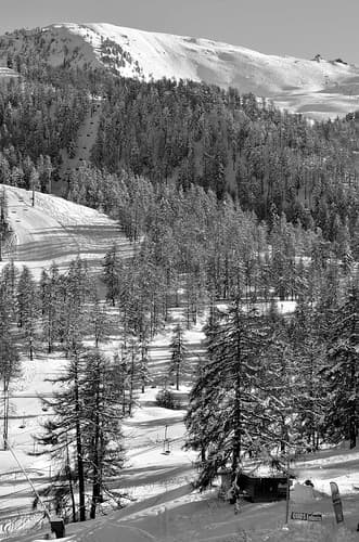 La forêt blanche
