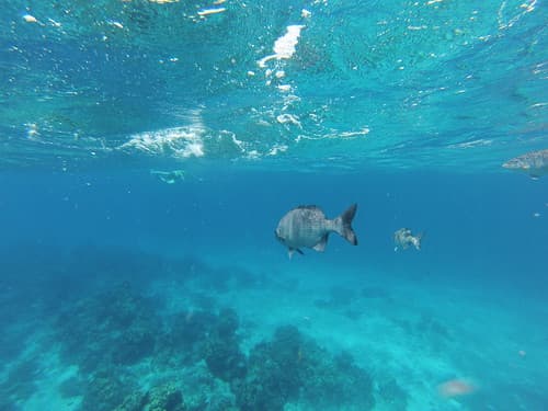 Snorkeling au large de Cozumel Island