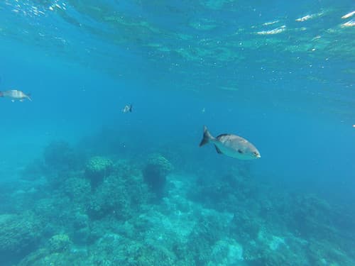 Snorkeling au large de Cozumel Island