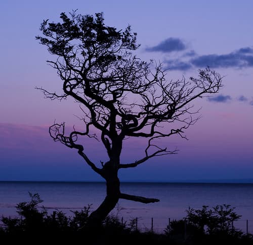 árbol / colores patagonia.