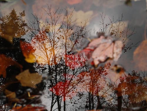 Trees and Leaves