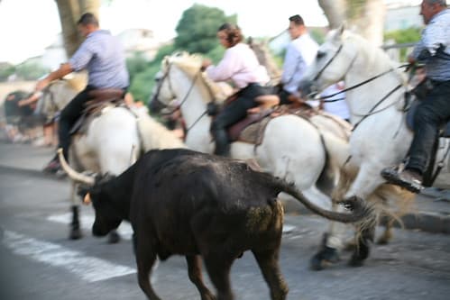 un taureau sur le pavé
