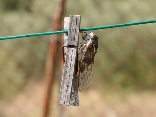 La cigale et la pince à linge