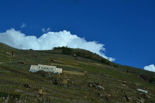 Côtes rôties  Well-known french vines