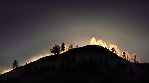 Trees on the ridge