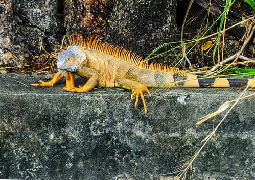 Martinique - Fort-de-France - Iguana