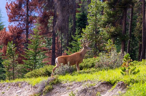 Deer - Alberta Canada