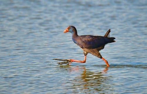 Camão, Western Swamphen, big foot..