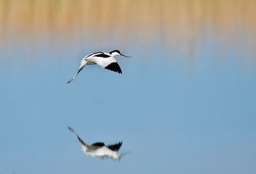Alfaiate, Pied Avocet