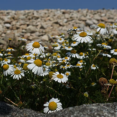 Fleurs d'Ouessant
