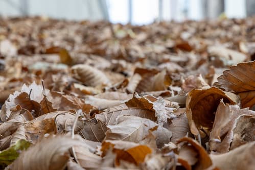 Leaves - Calgary, Canada