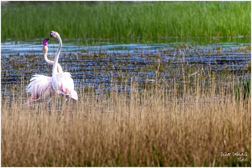 Flamants roses, Espagne,Eguamolls