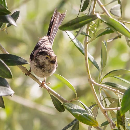 Long-tailed Tit (Aegithalos caudatus), most likely the europaeus subspecies-3179