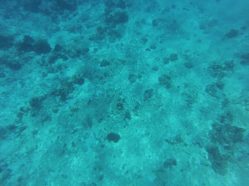 Snorkeling au large de Cozumel Island