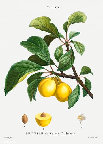 Sainte Catherine's Plum illustration from Traité des Arbres et