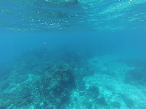 Snorkeling au large de Cozumel Island