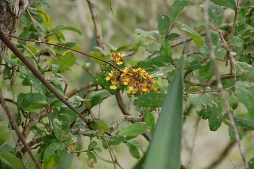 Fleurs (2)