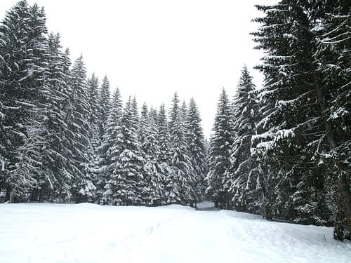 Snowfall