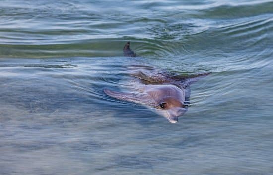 MONKEY MIA DOLPHIN RESORT – vue 2