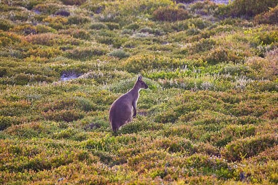 KANGAROO ISLAND LODGE – vue 4