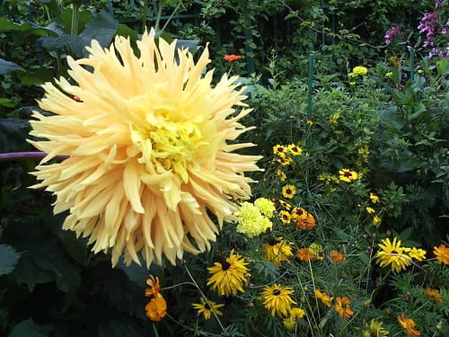 Giverny flowers 4