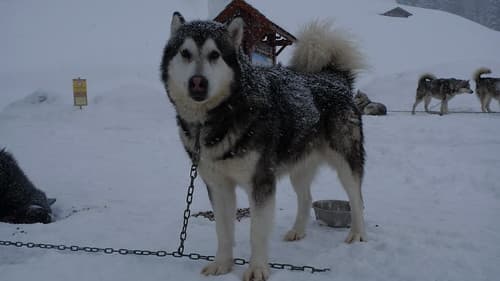 Husky