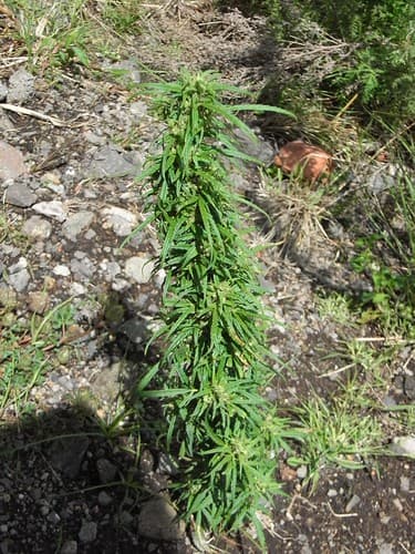 Strange Plant
