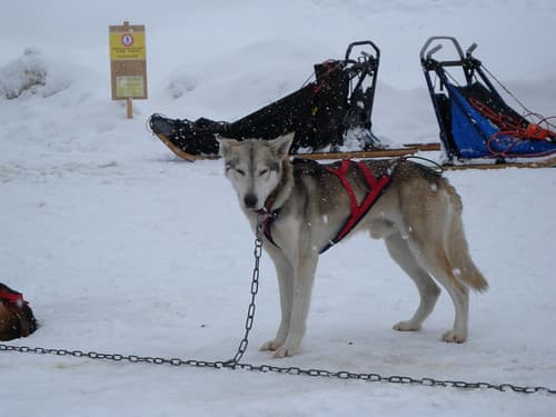Husky
